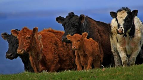 A group of four cattle and a calf. The animals are standing on a grassy area. They are a mix of different sizes and colours, which include black and white, all black or all red/ginger.