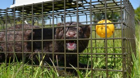 A captured mink