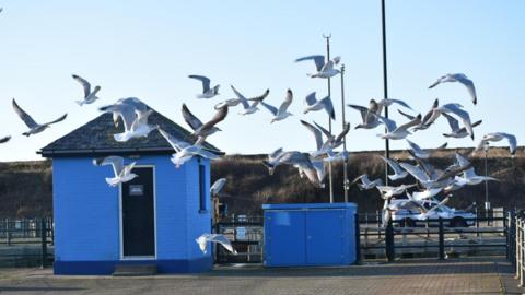 Flock of gulls setting off from a harbourside