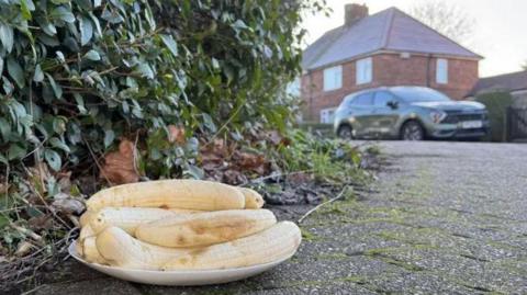 plate of bananas on a street corner