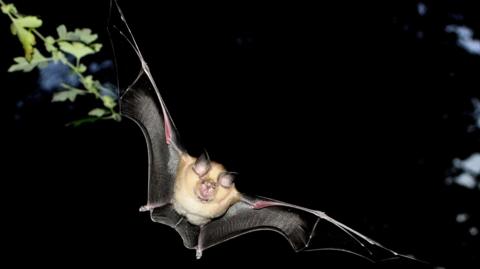 Horseshoe bat flying at night