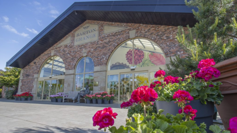 A wide shot of Barton Grande Garden Centre. It is a beautiful brick single-storey building with large front facing windows. In the foreground are some bright pink flowers.