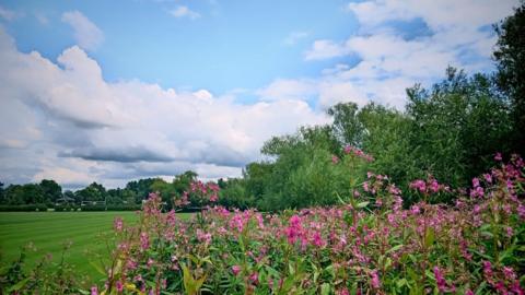Pink flowers and grass in the foreground with cloudy blue sky behind