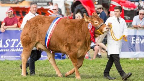 Two men in white coats lead a large brown cow past a crowd.