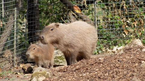 tango on the left and ripple on the right. Two capybaras in their enclosure
