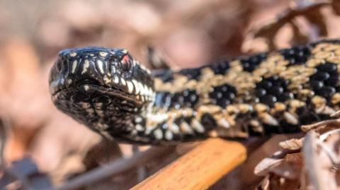 A black adder with red eyes sits curled up in some brown leaves. 