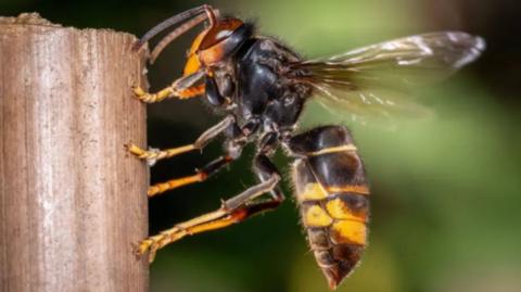 close up of hornet