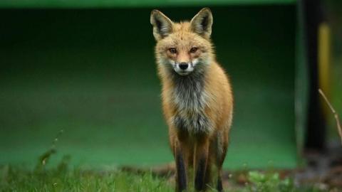 A red fox is standing on grass. It is looking at the camera.