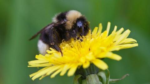 Bumblebee on a flower.
