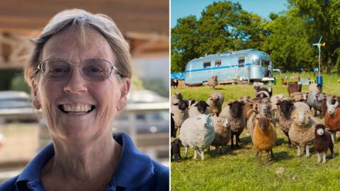 Split image of Elizabeth Miller in a blue collared shirt with a black sheep (left) and a screengrab from the film The Sheep Detectives with sheep standing on a grassy hill (right)
