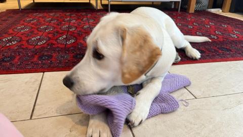 guide dog with a blanket