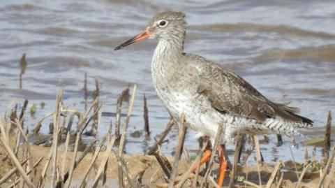 A redshank with long red legs and red bill and a grey body looking sideways at the camera standing on a marsh next to water