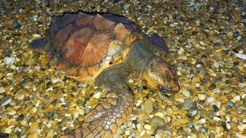 A turtle is on a pebbly beach. It has a spikey shell and one flipper is extended.