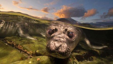 Young southern elephant seal plays in shallow rock pools.
