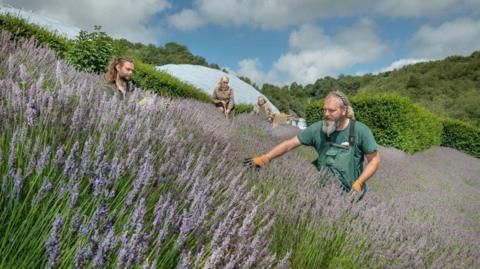 Gardeners in a large plot of blooming lavender with one of the Eden Project's biomes in the background