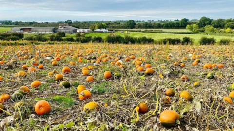 Pumpkins in a field with farm buildings in the distance