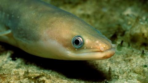 European eel under water
