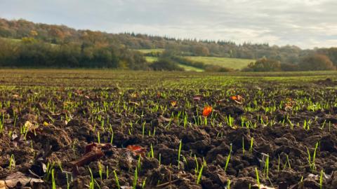 close up image showing young green shoots sprouting through rich dark soil, with tree lined hills in the distance. 