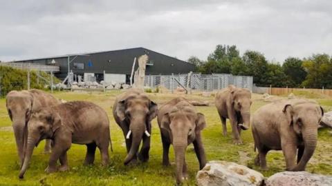 Six Asian elephants are in their grassed enclosure at Blackpool Zoo, with some large rocks in front of and behind them. The male elephant has tusks.