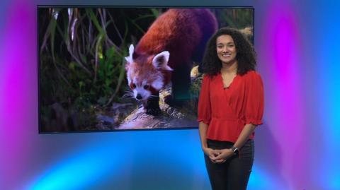Nina on the Newsround set with a red panda in the plasma
