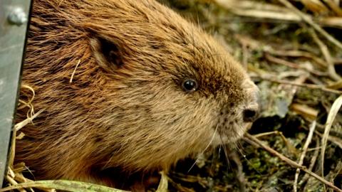 A brown and gold-coloured beaver appears to be sitting or walking over bracken on the ground.