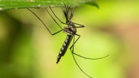 A mosquito is pictured in front of a green background. The photo was taken in Sri Lanka.