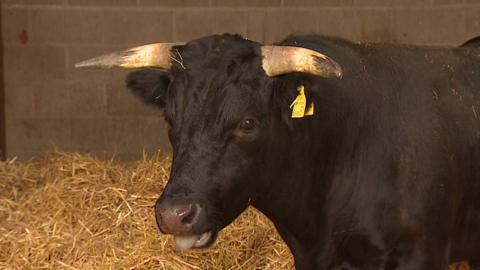 A black bull with white horns looking at the camera. There is a yellow tag attached to his left horm. His tongue is sticking out slightly. There is hay on the floor and a stone wall behind.