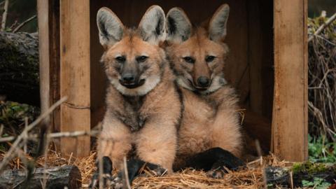 Two maned wolves sitting on straw under a wooden shelter. They are an orange-fawn colour and have large ears with white fur inside.