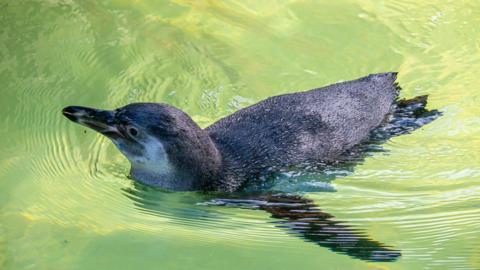 A Humboldt penguin, which is mostly black with some grey markings on its face, swims around in clear but green-tinged water