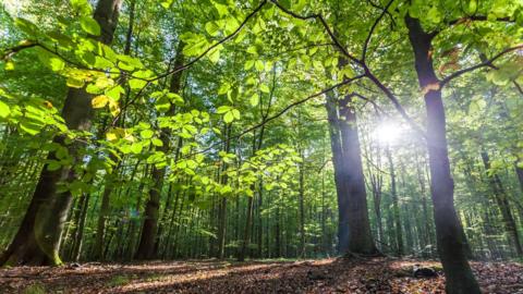 Sunlight shines through the leaves in a forest