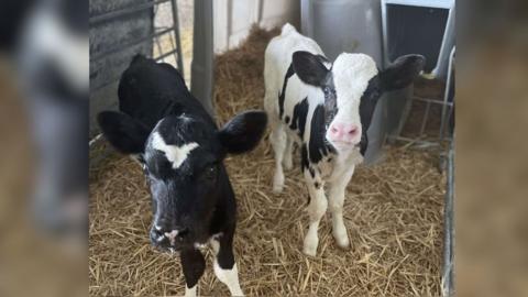 Two dairy cow calves, with black and white patterns, standing in on hay and in a pen.