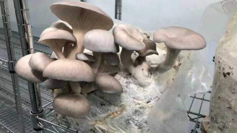 Mushrooms growing on metal shelves