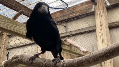 Leo the Rook