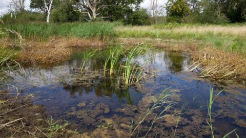 A pond with grasses and pond weed. It is surrounded by more grass species and trees. 