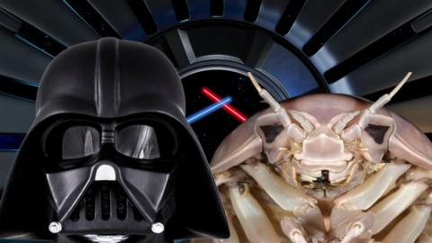 Darth Vader and a close-up of the head of Bathynomus vaderi side by side.