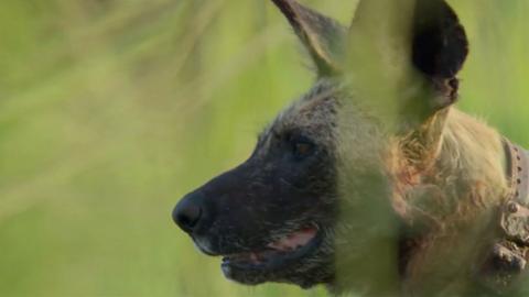 A wild dog in long grass.