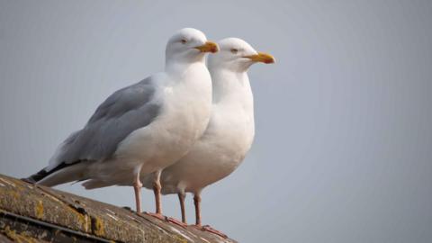 Generic image of two seagulls on top of a roof