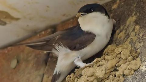 A house martin perched on a half-built mud nest attached to the side of a building