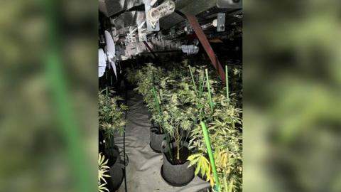 Rows of cannabis plants in pots