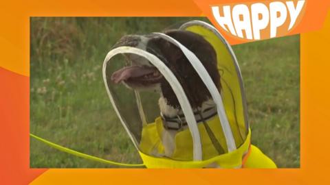 bee dog