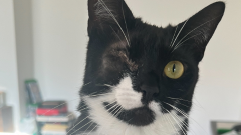 Photo of a cat with an eye removed after being shot with an air rifle