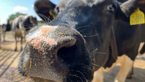 Close-up of cow sniffing camera - nose in focus, face blurred but eyes, face and ears can be seen