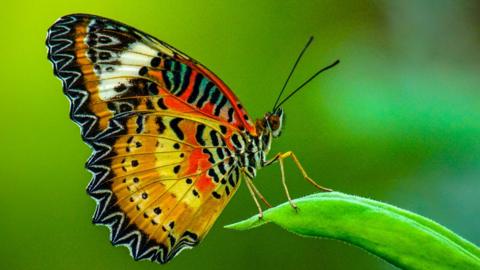 A butterfly perched on a leaf.