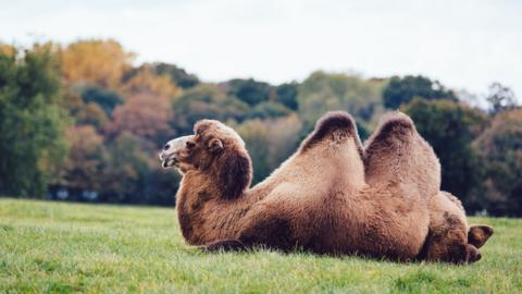 Camel