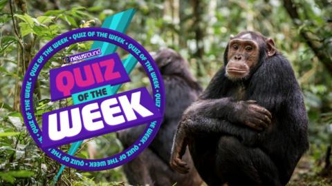 a chimpanzee squats with its arms folded and a bored expression, accompanied by the Newsround quiz of the week logo 