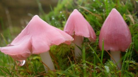 A collection of three pale pink mushrooms, each conical at first then spreading and splitting, surrounded by grass.