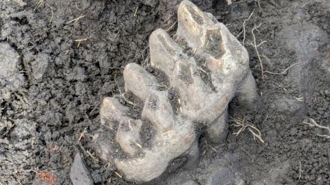 Mastodon teeth