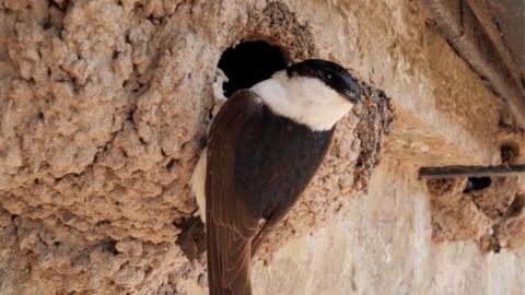 Bird looking into nest