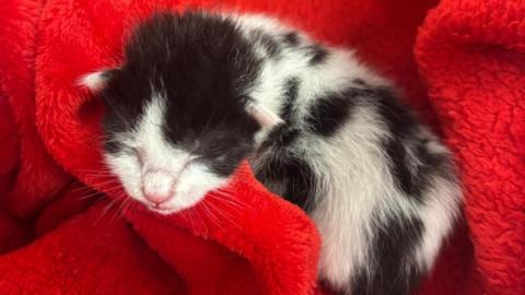 A black and white kitten is sleeping on a fluffy red blanket.