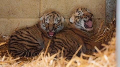 Two tiger cubs curled up together on a bed of straw, leaning against a breeze block wall inside their enclosure. They are small and fluffy, with closed eyes and they appear to be yawning. 